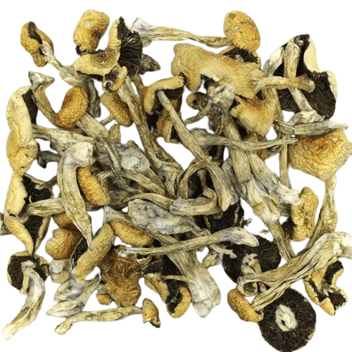 Puerto Rican Magic Mushrooms – coloradomushroomshop